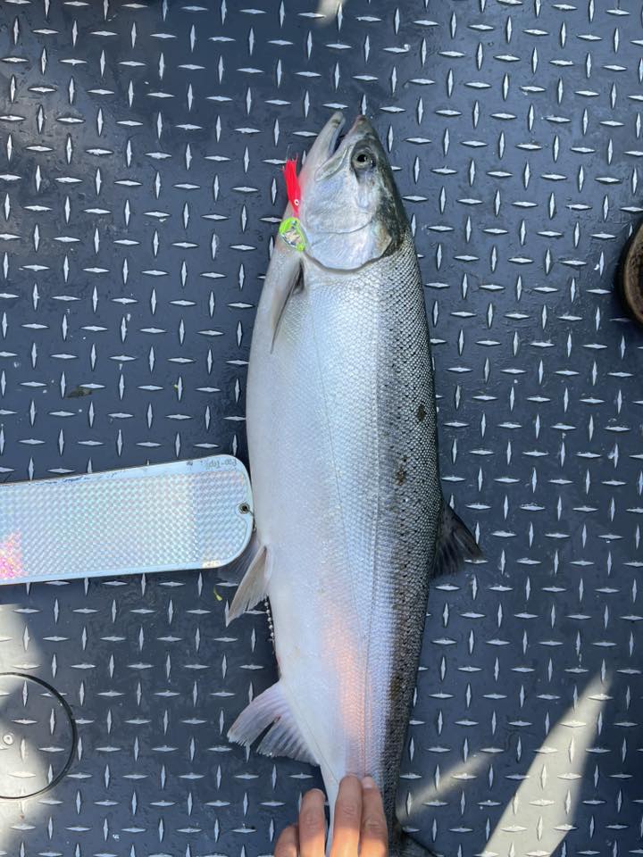Coho salmon caught on the Tater Tot in early season